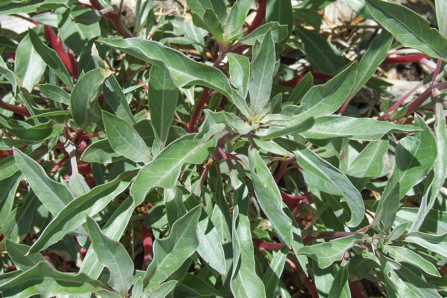 Silver Blade Evening Primrose